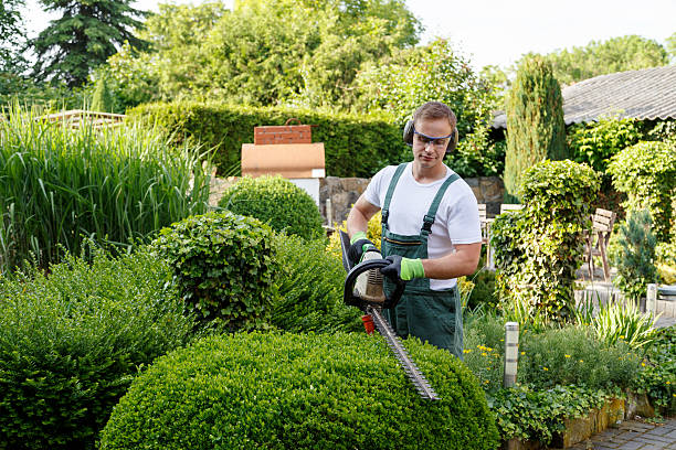 Reliable Roselle, IL Tree Services Solutions